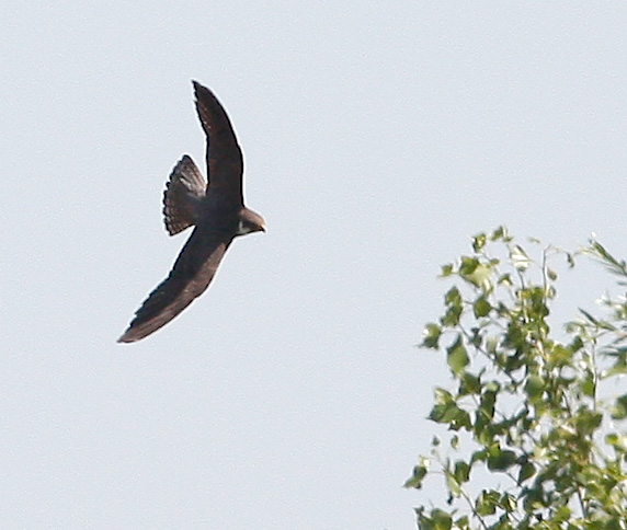 Da determinare [ Lodolaio ]